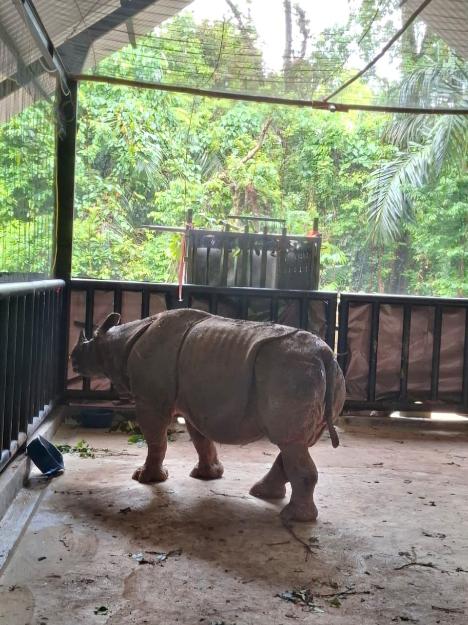 TNI Bantu Penyelamatan Badak di Taman Nasional Ujung Kulon