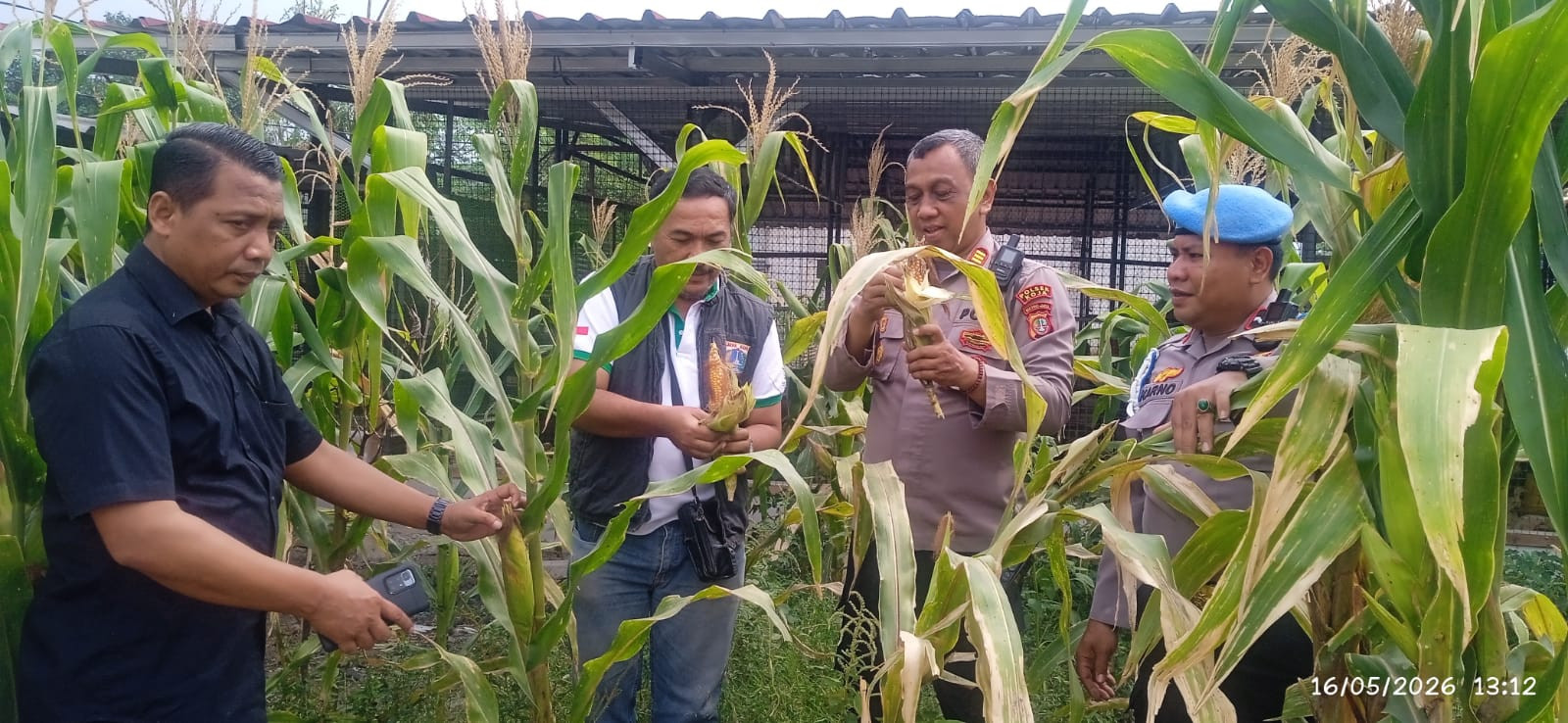 Panen Raya Jagung Serentak di Koja, Polsek Koja Dukung Ketahanan Pangan Nasional 2026