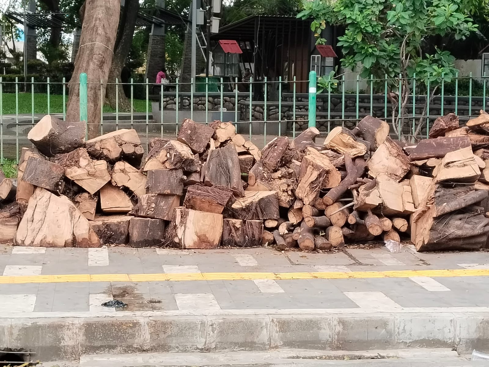 Kayu Sisa Penebangan Berserakan di Sunter II, Warga Koja Keluhkan Belum Diangkut