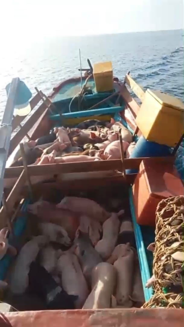 TNI AL Gagalkan Ratusan Ekor Babi Ilegal di Perairan Nias Utara