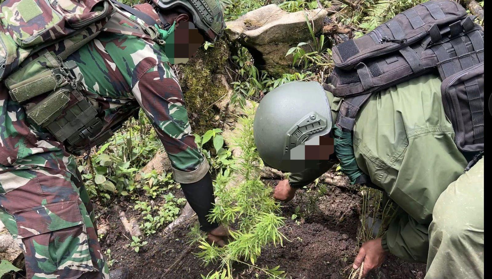 Tim Gabungan Satgas Damai Cartenz, Polres Pegunungan Bintang dan TNI Temukan Ladang Ganja dalam Patroli Taktis