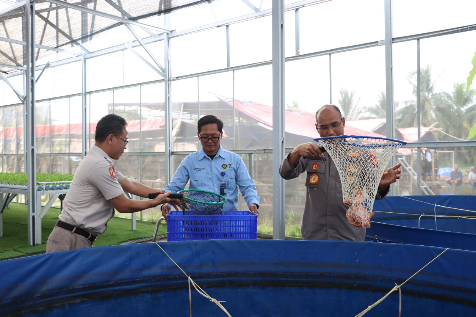 Panen Parsial Ke-3, Greenhouse Palmerah Jakarta Barat Hasilkan Ratusan Kilogram Ikan Nila Merah