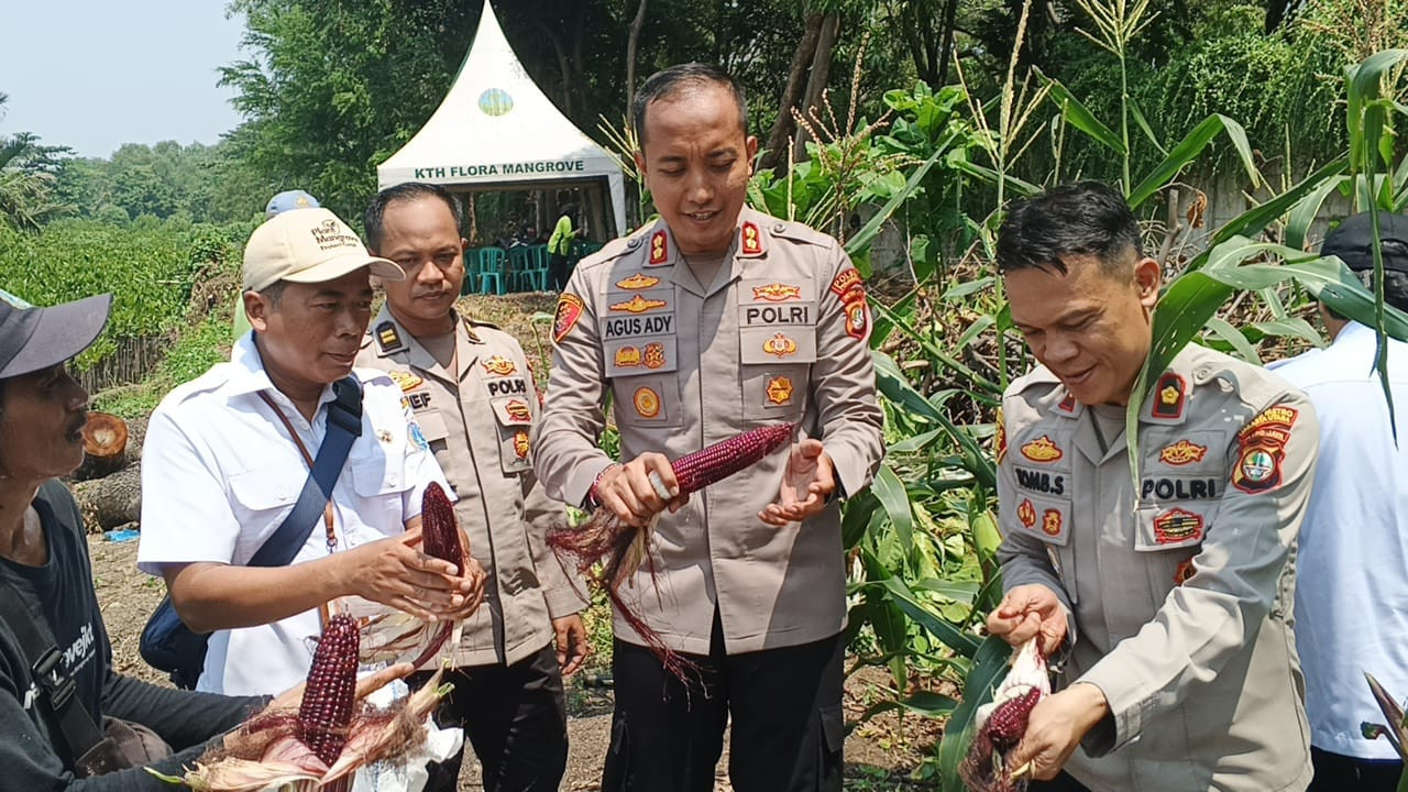 Polri Panen Raya Jagung di Eco Wisata Kapuk Muara, Wujud Nyata Ketahanan Pangan Nasional