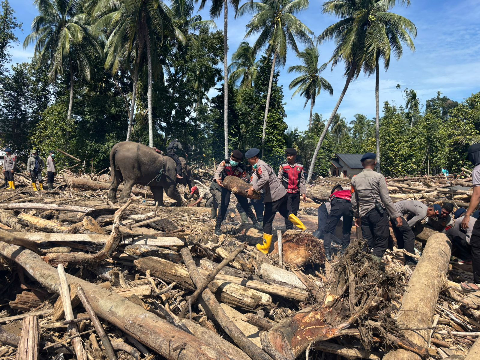 Sinergi Polri dan BKSDA : Gajah Dikerahkan Bersihkan Material Banjir di Pidie Jaya