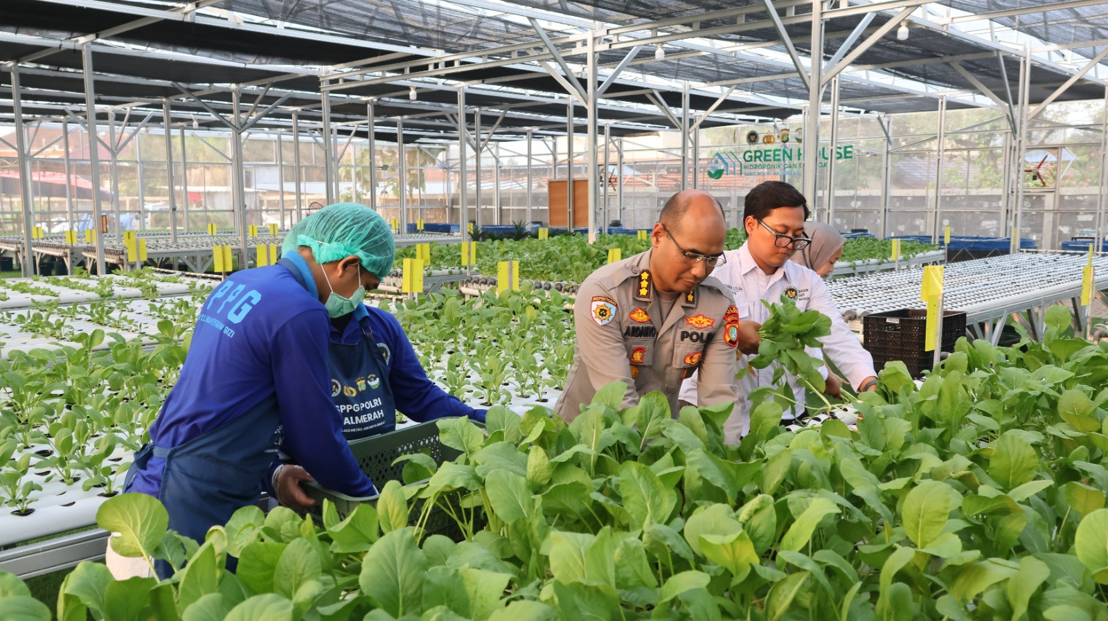 Greenhouse SPPG Palmerah Panen Sawi dan Nila untuk Menu Bergizi 2.529 Penerima Manfaat