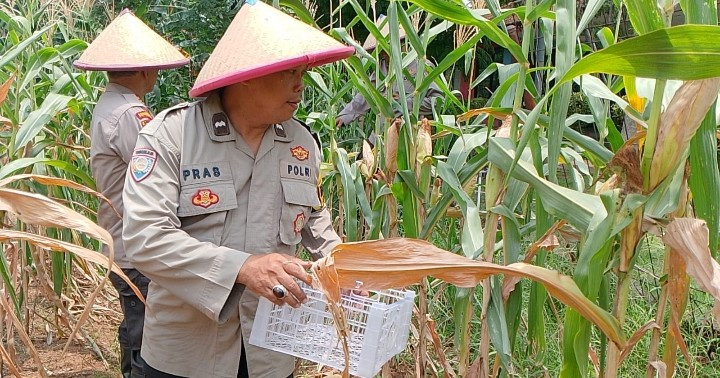 Polsek Tanjung Priok Panen Jagung, Wujud Dukungan Program Asta Cita Presiden untuk Swasembada Pangan