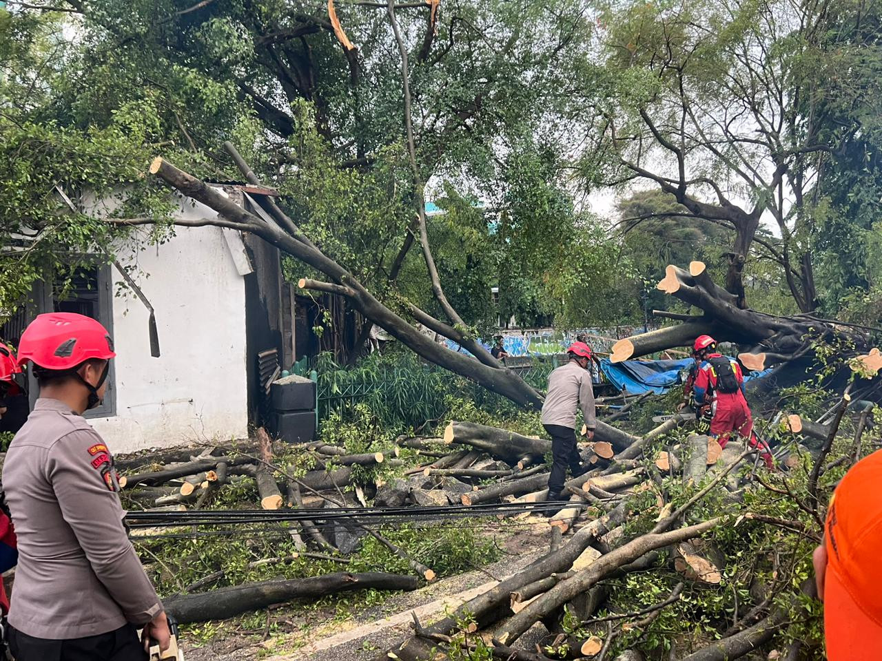 Tim SAR Ditsamapta Patroli Jaga Jakarta Tangani Pohon Tumbang di Jakpus
