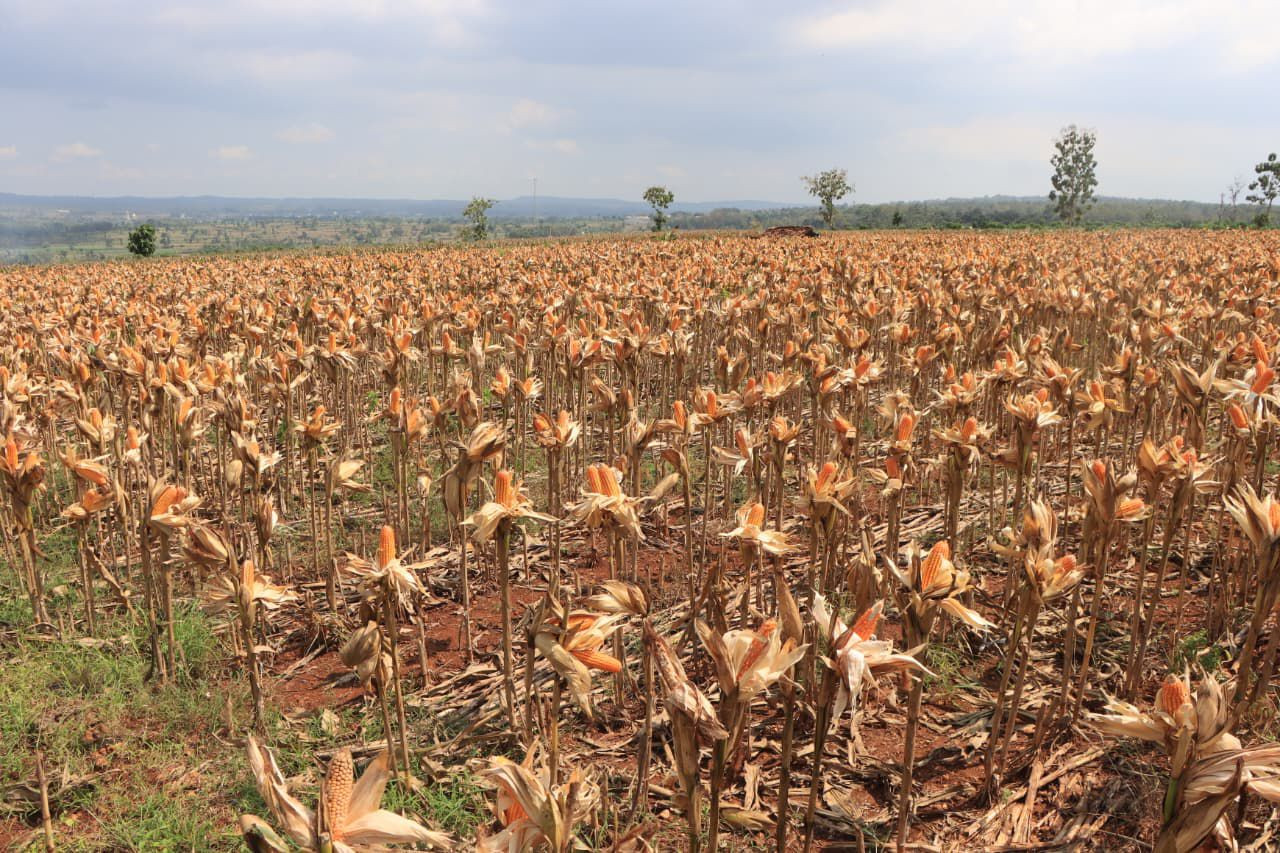 Polri Bersama Petani Jagung Tuban Bersiap Sambut Kehadiran Presiden RI pada Panen Raya