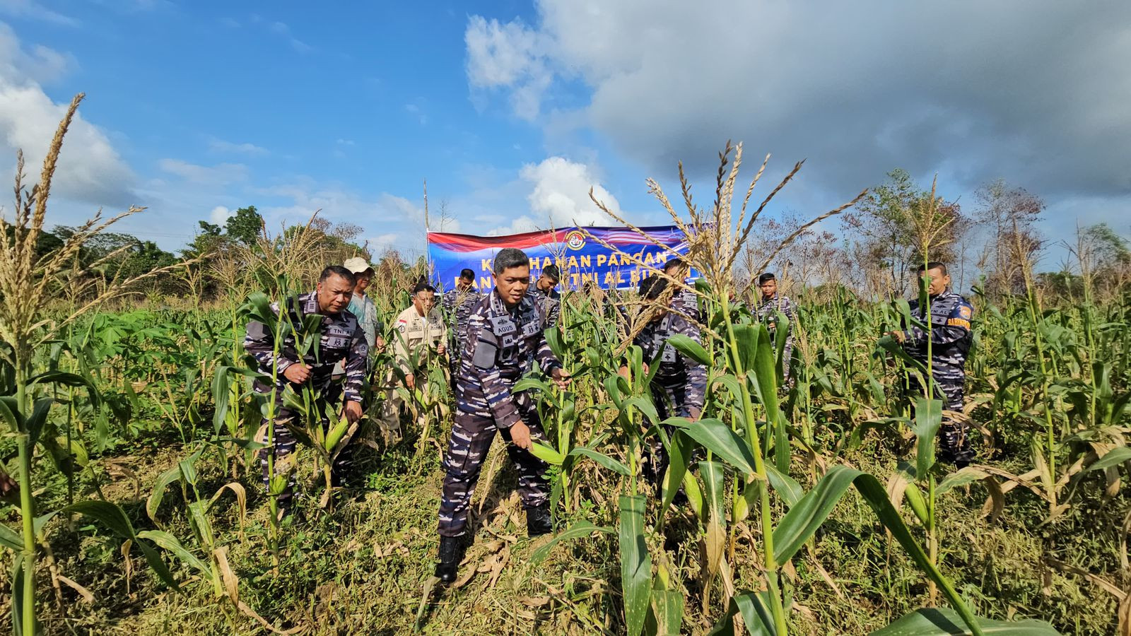 Panen Jagung Lanal Bintan Dalam Mendukung Ketahanan Pangan