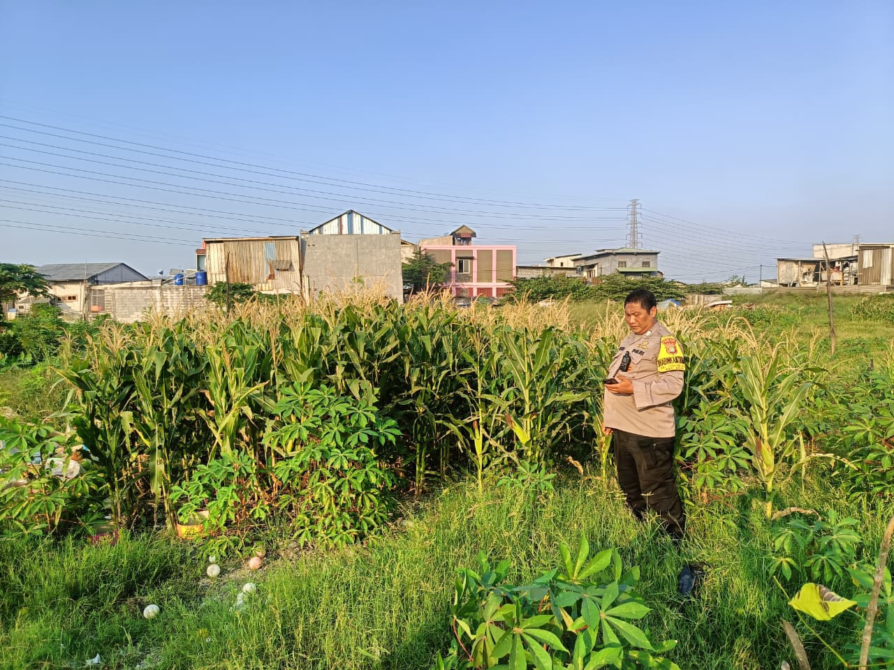 Bhabinkamtibmas Tugu Selatan Monitor Lahan Jagung, Dukung Program Jaga Jakarta dan Ketahanan Pangan