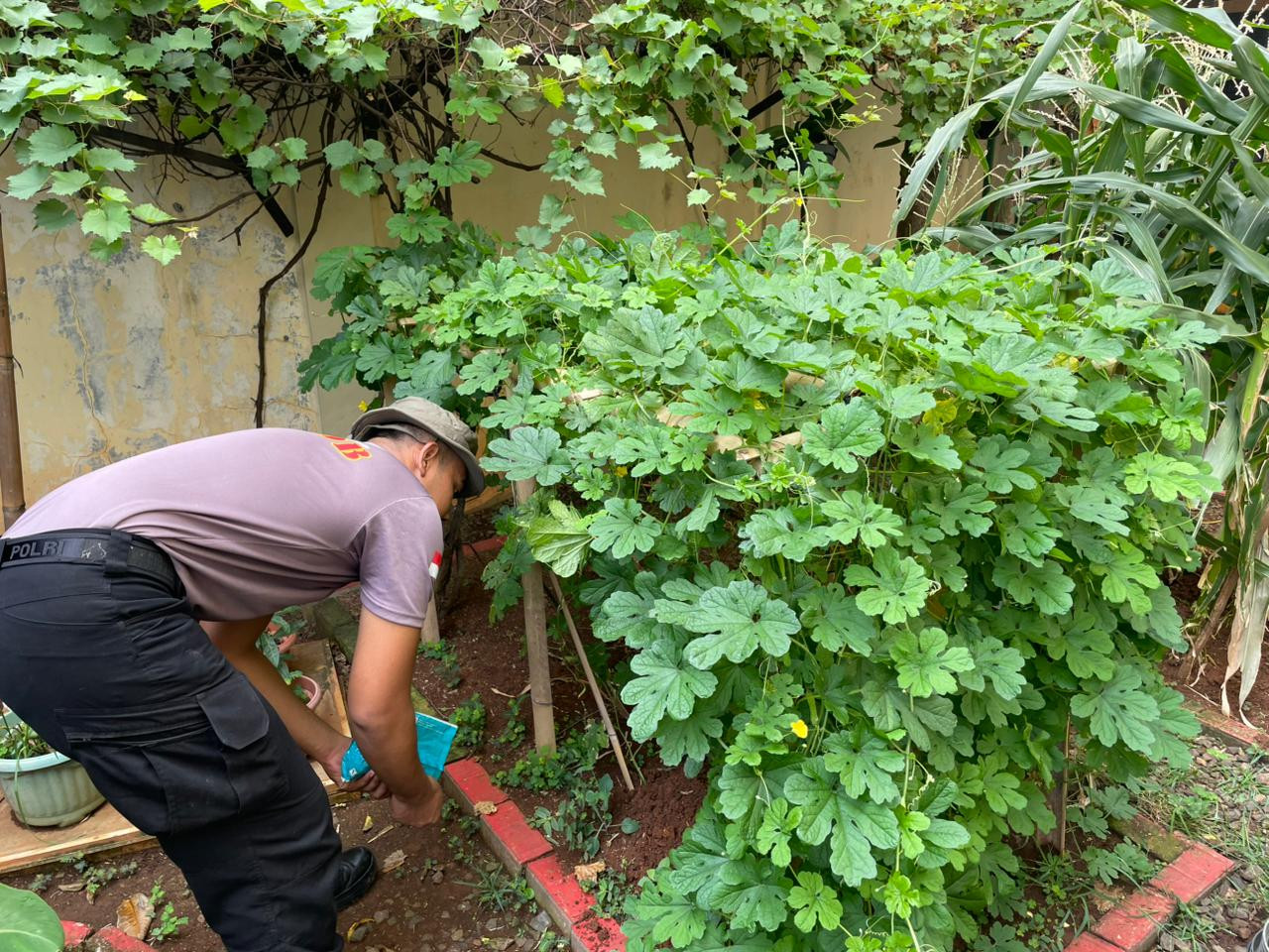 Perawatan Lahan Ketahanan Pangan Batalyon A Pelopor