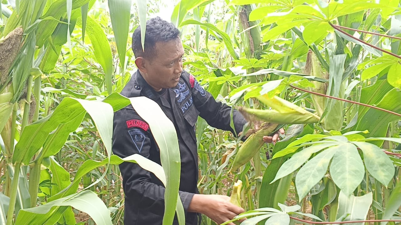 Panen Jagung, Wujud Nyata Ketahanan Pangan Brimob Polda Metro Jaya